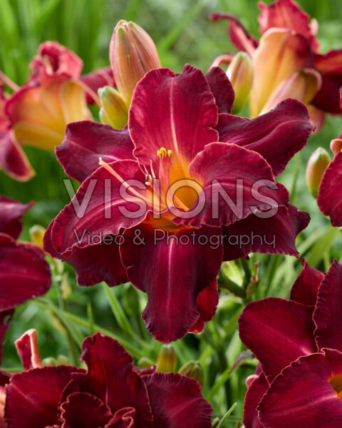 Hemerocallis Burgundy Love