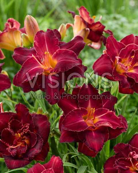Hemerocallis Burgundy Love
