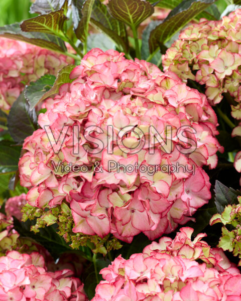 Hydrangea Black Diamonds® Midnight Beauty Red Hydrangea Black Diamonds® Midnight Beauty Red