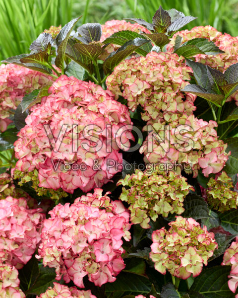 Hydrangea Black Diamonds® Midnight  Beauty Red