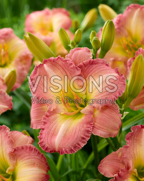 Hemerocallis Frosted Vintage Ruffles