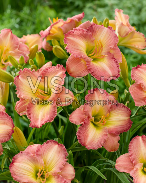Hemerocallis Frosted Vintage Ruffles
