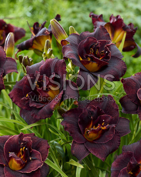 Hemerocallis Voodoo Dancer