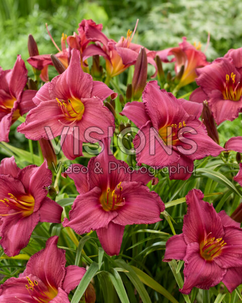 Hemerocallis Purple Flight