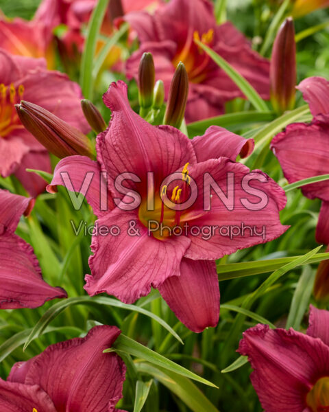 Hemerocallis Purple Flight