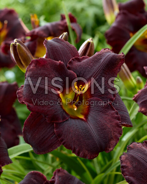 Hemerocallis Longfields Black Magic