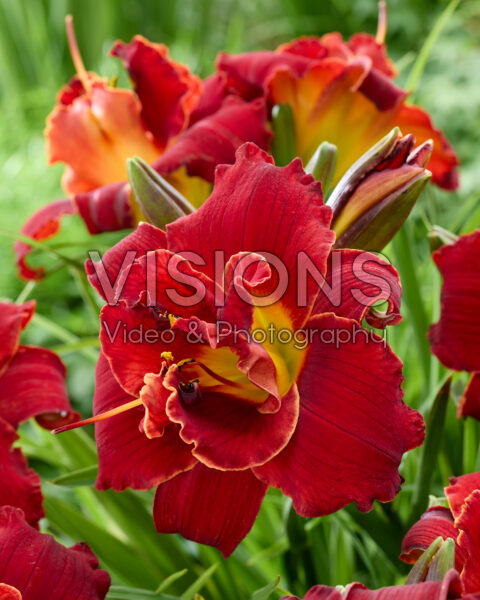 Hemerocallis Highland Lord Hemerocallis Highland Lord