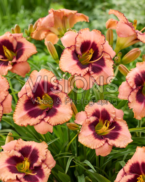 Hemerocallis Daring Deception