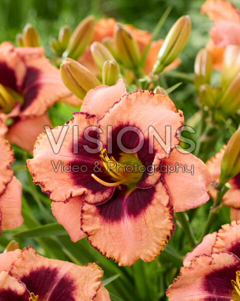Hemerocallis Daring Deception