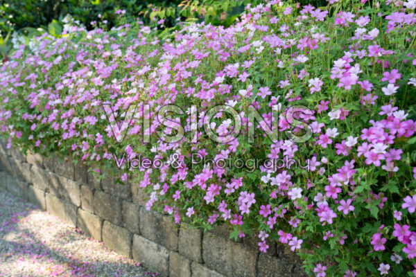 Geranium