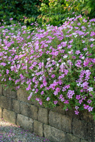 Geranium