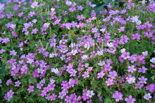 Geranium