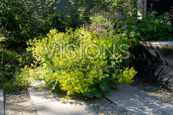 Alchemilla mollis Alchemilla mollis