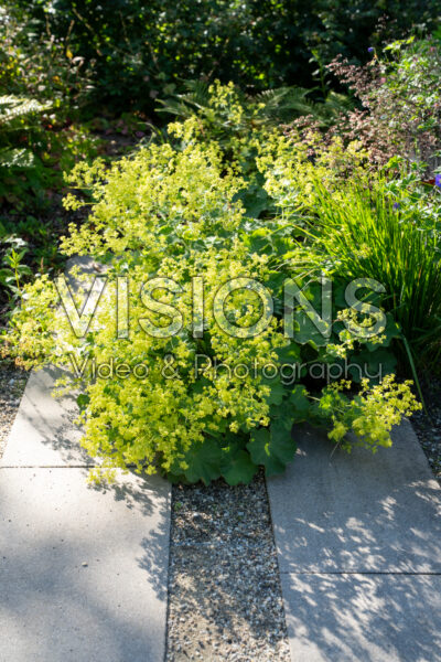 Alchemilla mollis