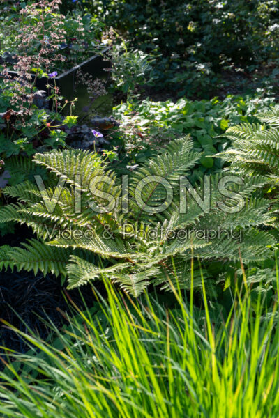 Polystichum polyblepharum