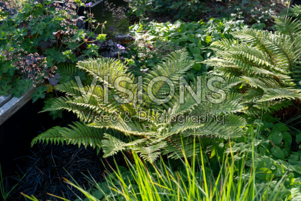 Polystichum polyblepharum