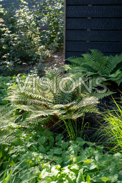 Polystichum polyblepharum