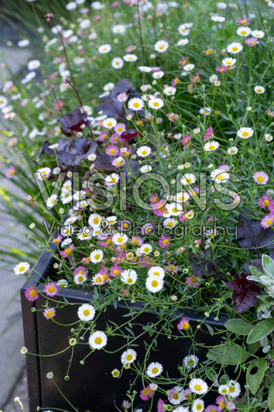 Erigeron karvinskianus