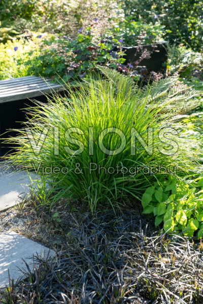 Carex morrowii