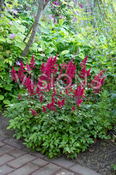 Astilbe Fanal Astilbe Fanal