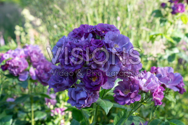 Rosa Rhapsody in Blue