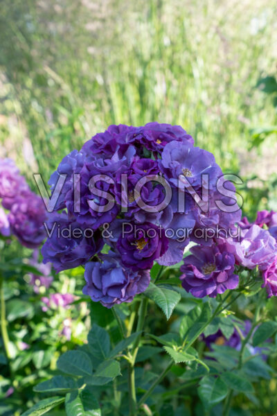 Rosa Rhapsody in Blue
