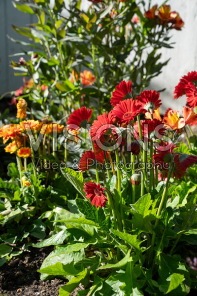 Gerbera Garvinea® 