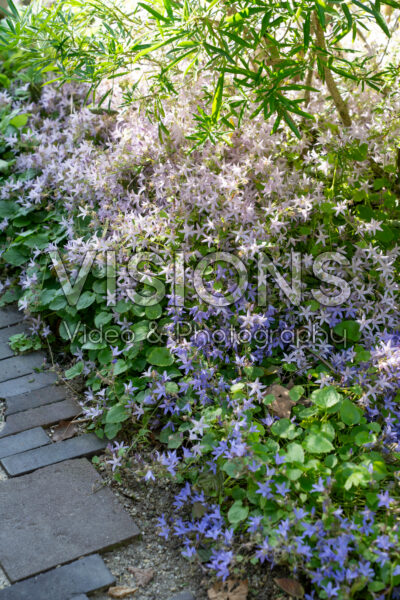 Campanula poscharskyana