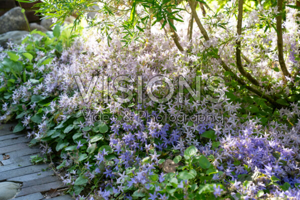 Campanula poscharskyana Campanula poscharskyana