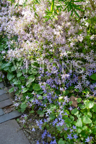 Campanula poscharskyana