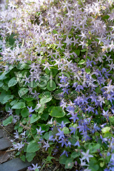 Campanula poscharskyana