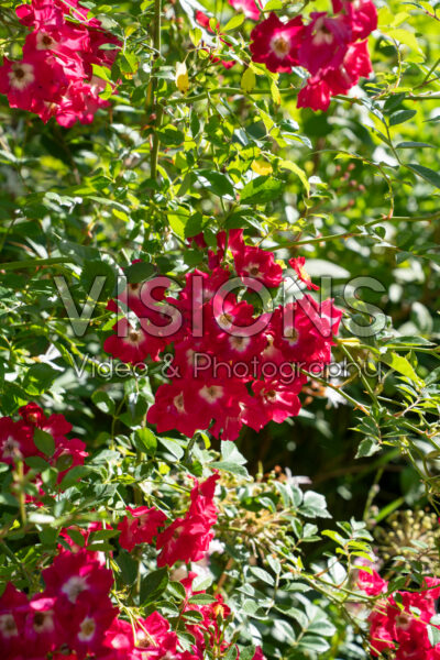 Rosa Libertas