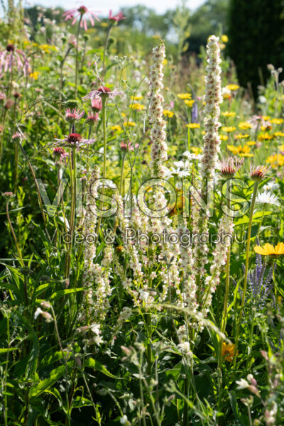 Zomer border