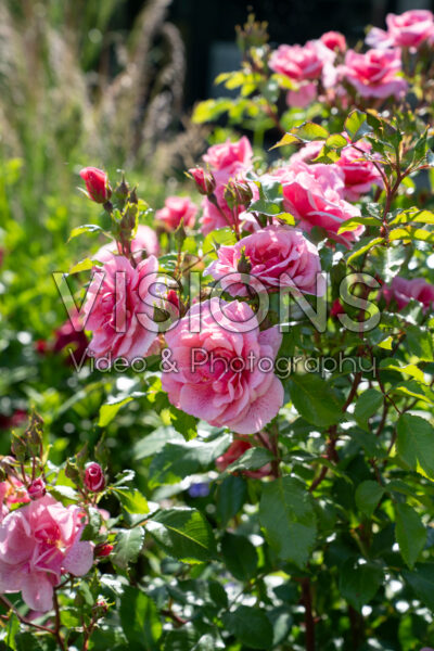 Rosa Lancelot® Rosa Lancelot®