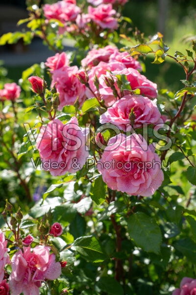 Rosa Lancelot® 