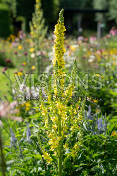 Verbascum lychnitis