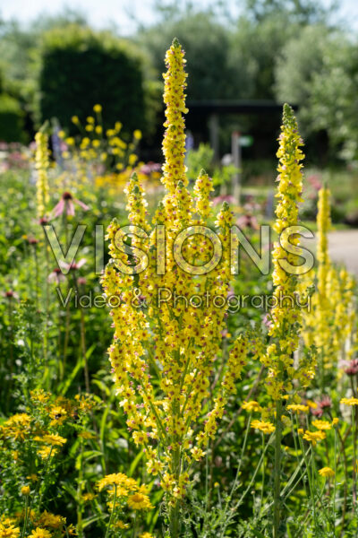 Verbascum lychnitis