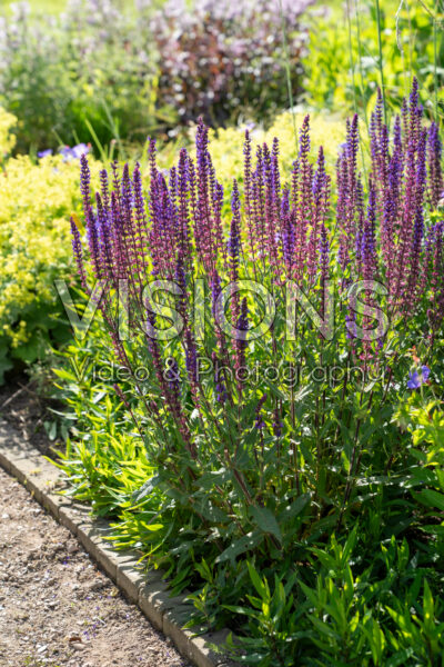 Salvia nemorosa