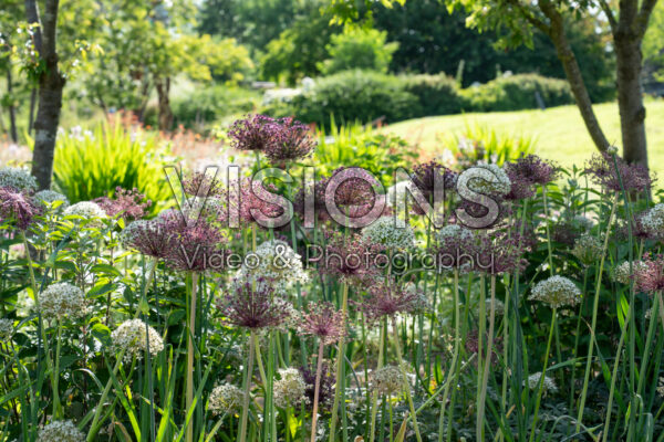 Alliums gemengd