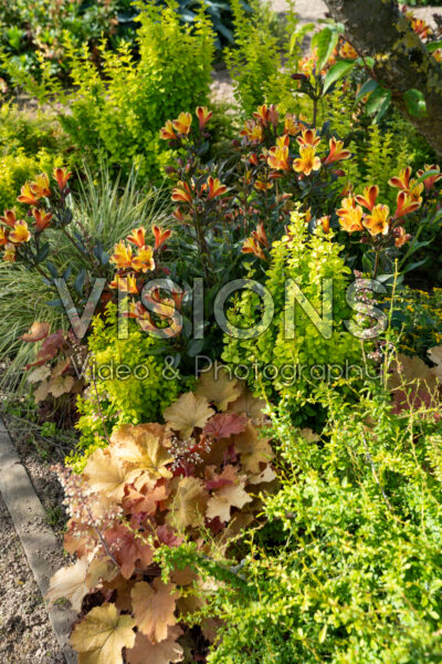 Gemengde vaste planten en struiken