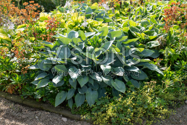 Hosta Hosta