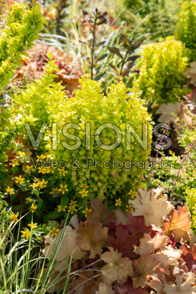 Berberis