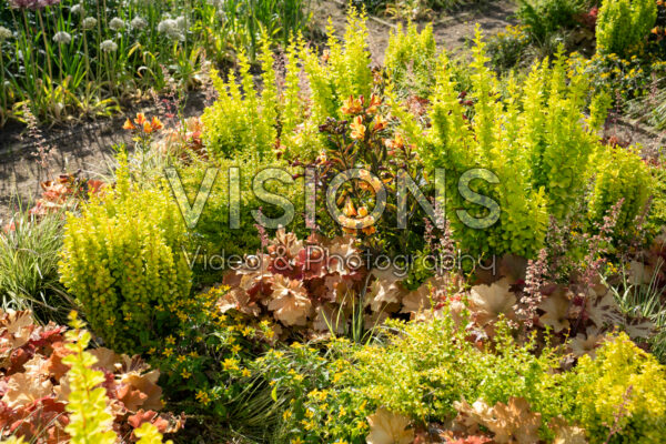 Mixed perennials and shrubs