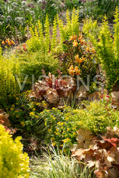 Mixed perennials and shrubs