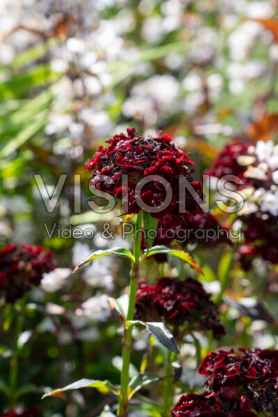 Dianthus barbatus