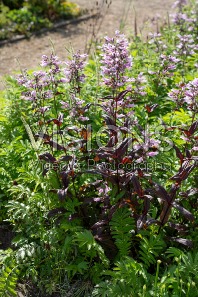 Penstemon digitalis Penstemon digitalis