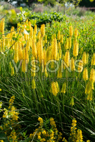 Kniphofia Kniphofia