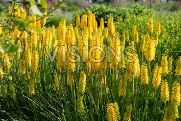 Kniphofia