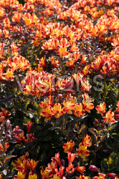 Alstroemeria Indian Summer