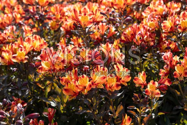 Alstroemeria Indian Summer